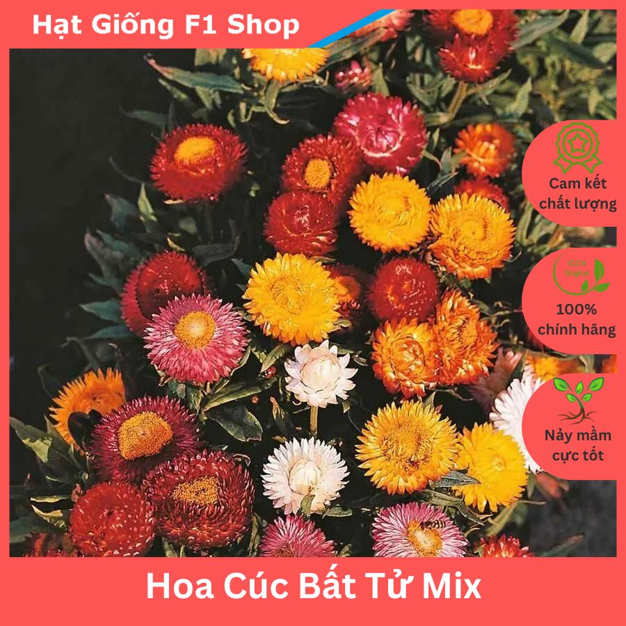 Hạt Giống Hoa Cúc Bất Tử Nhiều Màu Mix (007.F1)