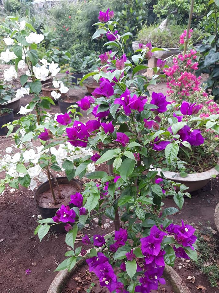 Hoa Giấy Tím Pháp Giống Siêu Bông
