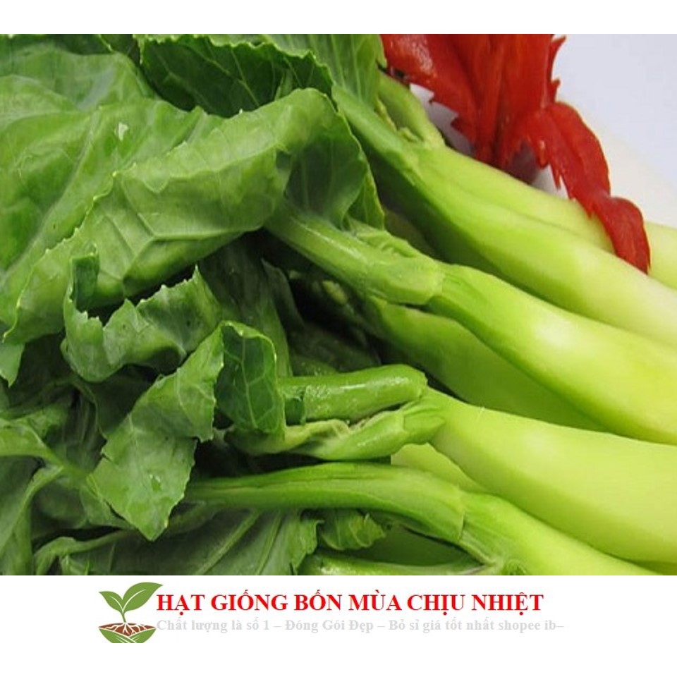 Hạt giống Cải Ngồng MậP 150 Hạt