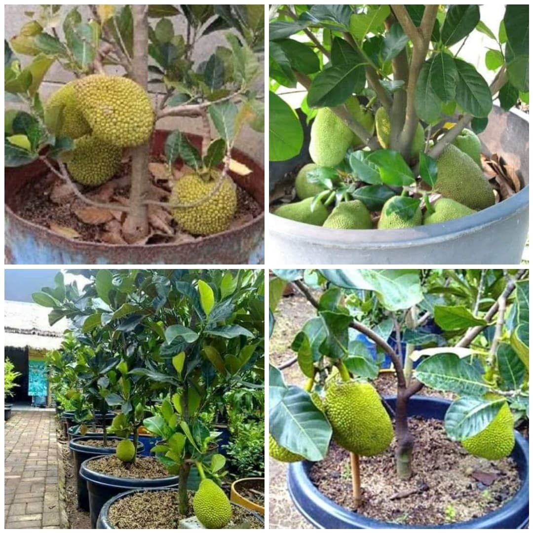 Cây giống mít tố nữ