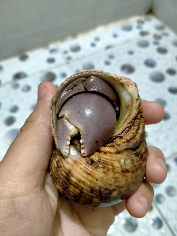 Bremanus size XL ( chưa thay vỏ đẹp)