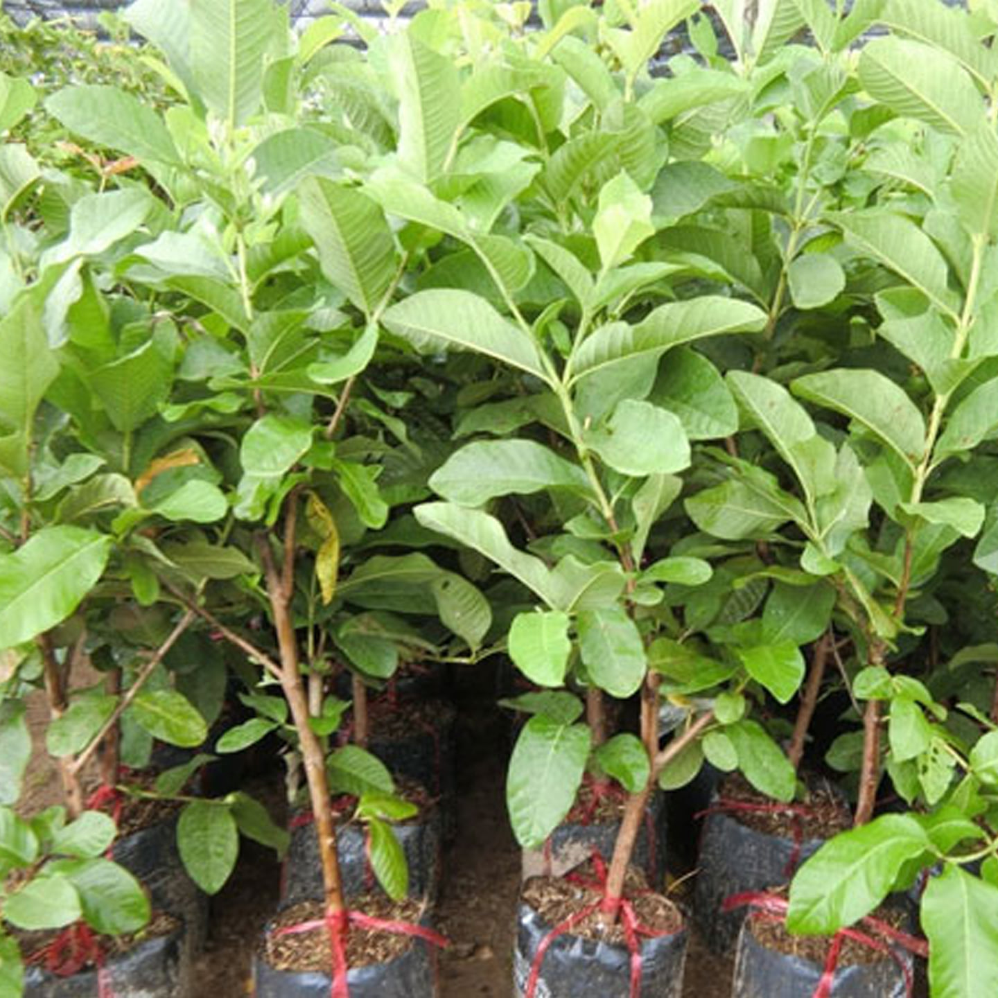 CÂY GIỐNG ỔI LÙN KHÔNG HẠT