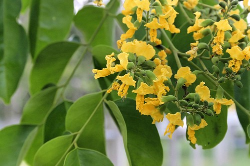 Cây giống cây gỗ Giáng Hương