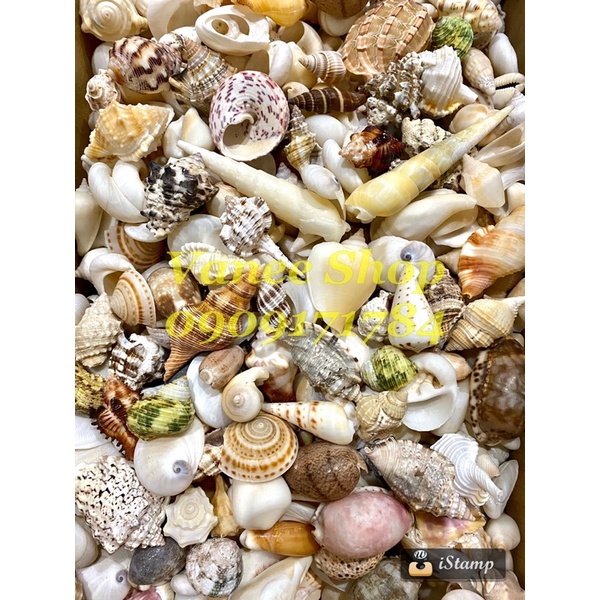[FREESHIP MAX]  - Vỏ ốc mix 100gr - Vỏ Ốc Vỏ Sò VANEE SHOP