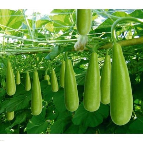 HẠT GIỐNG BẦU XỊ F1 - GÓI 10 HẠT