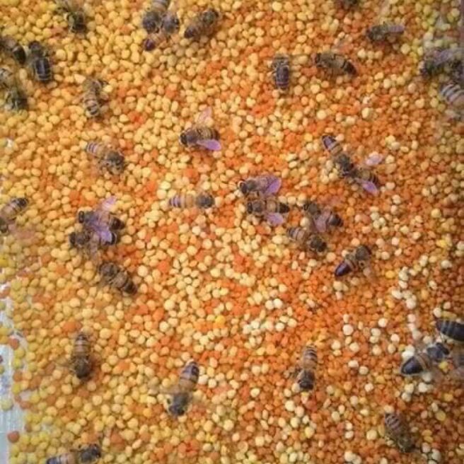 Sỉ toàn quốc 100g phấn hoa rừng
