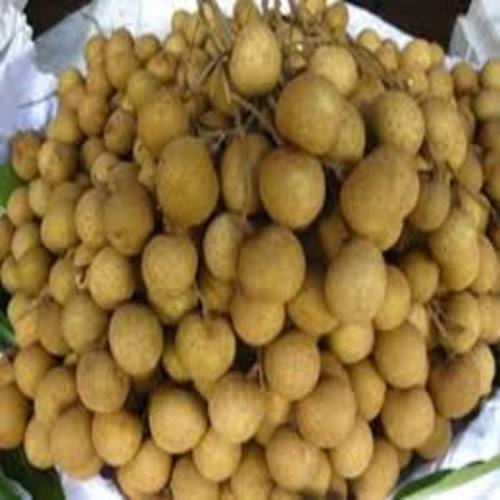 cây giống nhãn hạt lép thái lan - cây ăn quả
