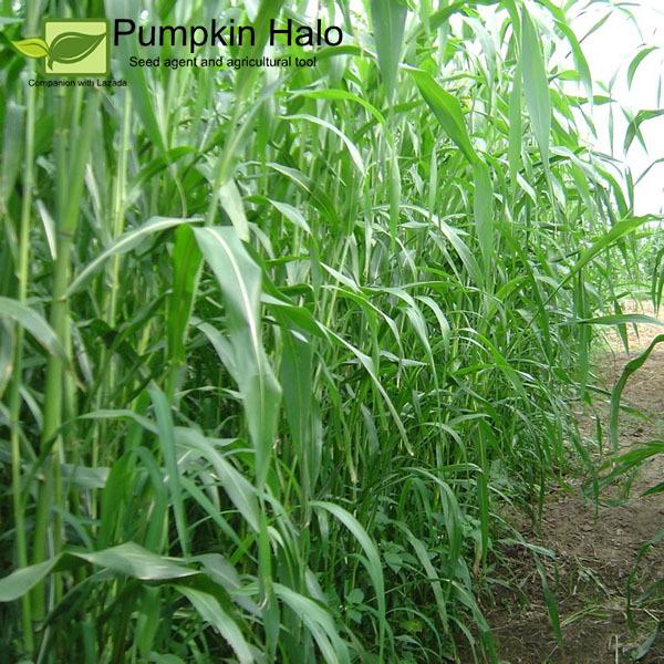 [HCM]HẠT GIỐNG CỎ NHẬP KHẨU _ LAI SUDAN_gói 100gram .