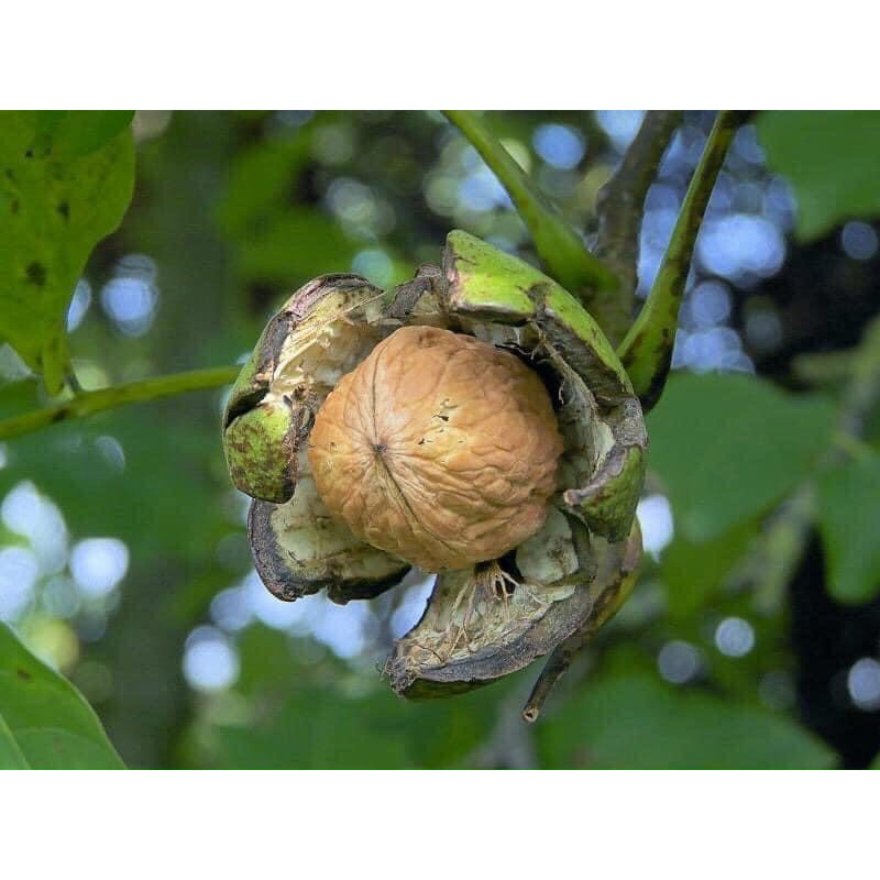 Cây giống quả Óc chó - Walnut