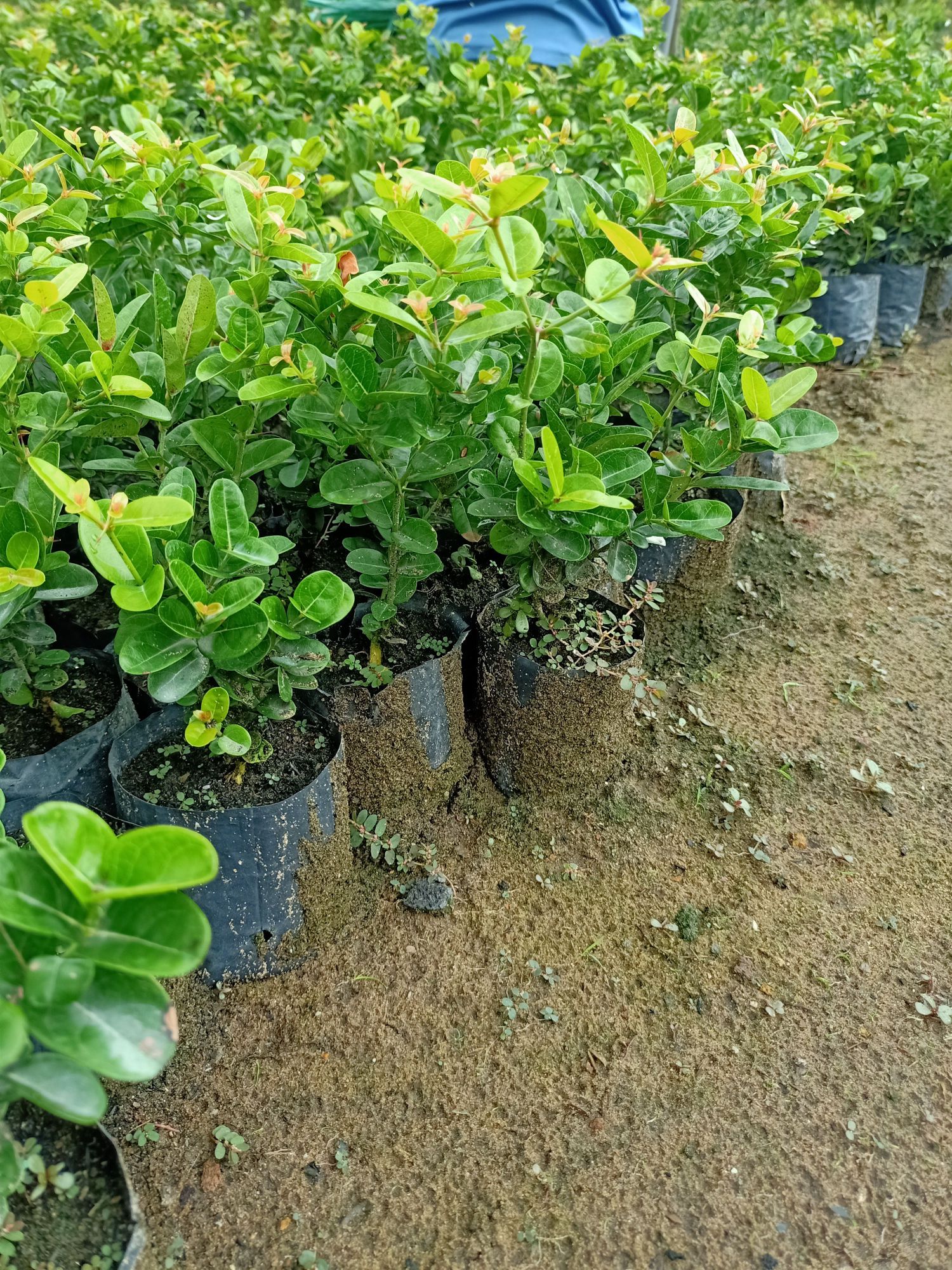 Cây siro giống