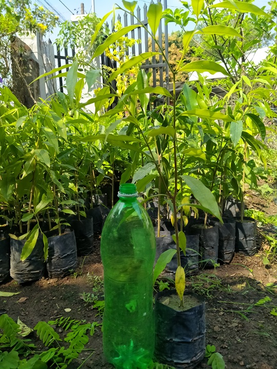 Combo 10 cây trầm hương (gió bầu)