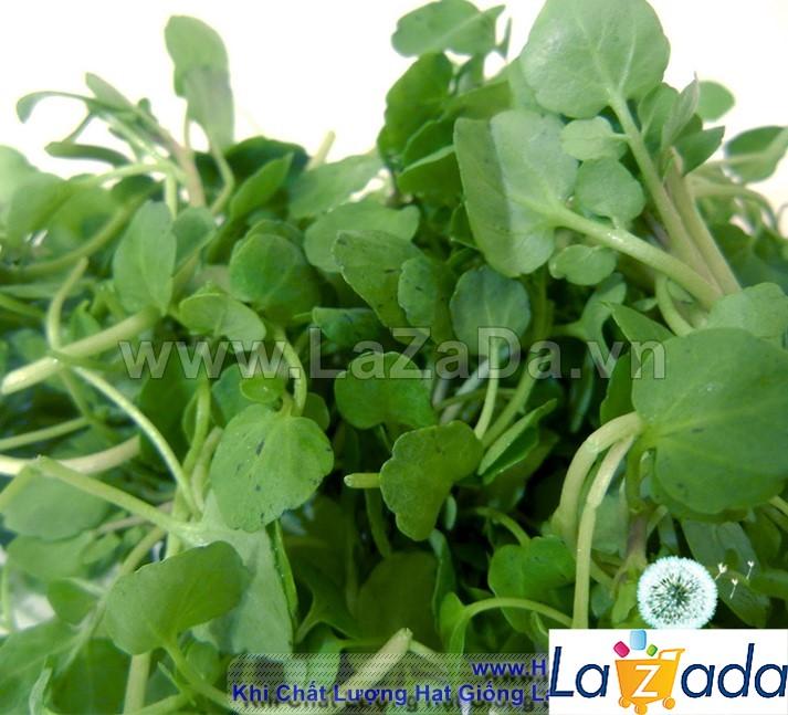 0.2Gr Hạt Giống Cải Xoong Lá To Broad Leaf (B1.303| C18*W52*M221)