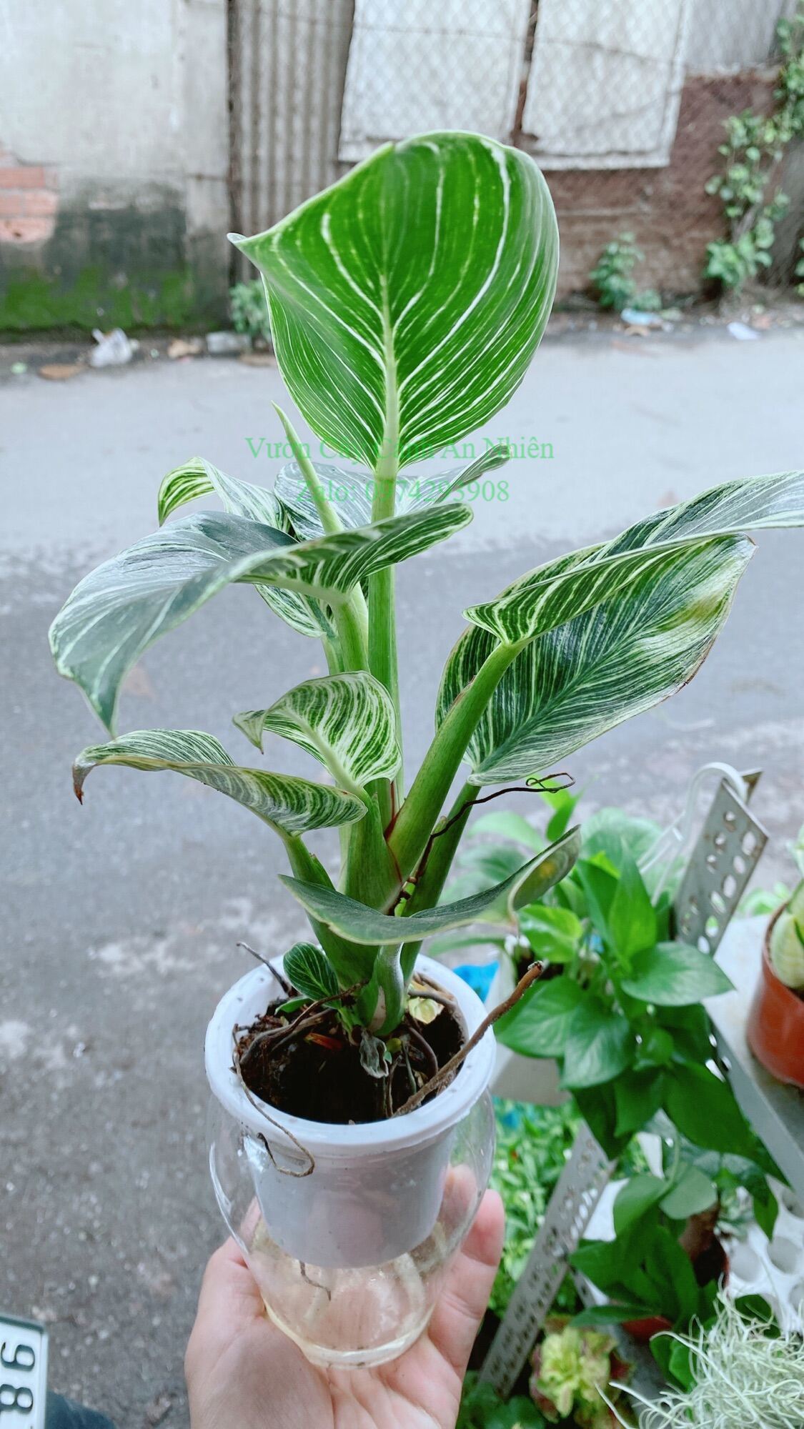 Chậu Cây Trầu Bà Hoàng Kim Trồng Thuỷ Sinh