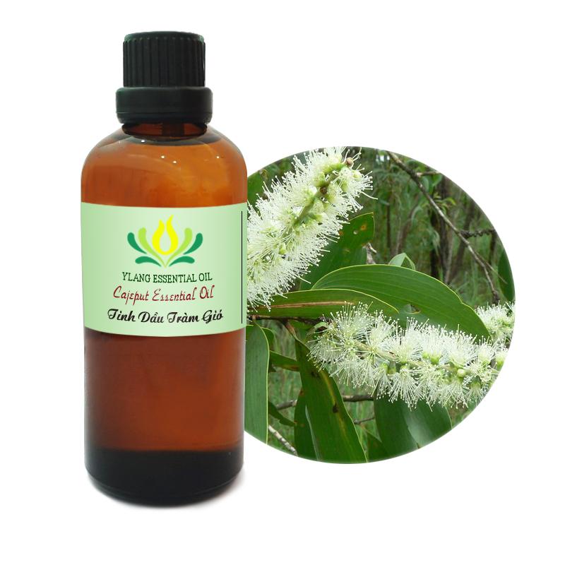 Tinh dầu Tràm Gió (Cajeput) - 100ml