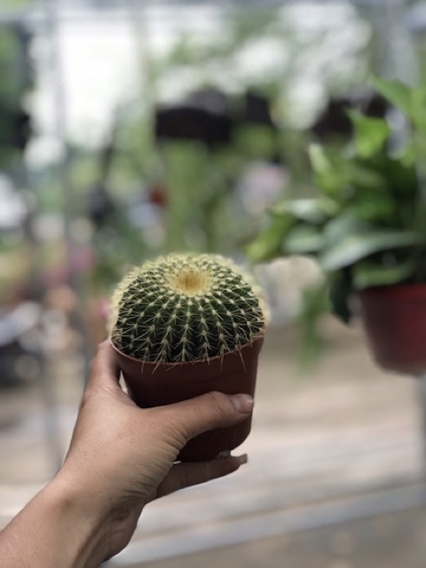 Cây Xương Rồng Bóng Vàng Size 8Cm