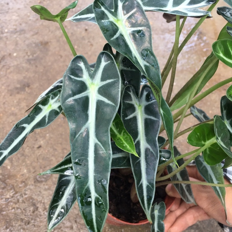 Cây Môn Quan Âm (Cây Môn Tím) Để Bàn [Sản Phẩm Như Hình]