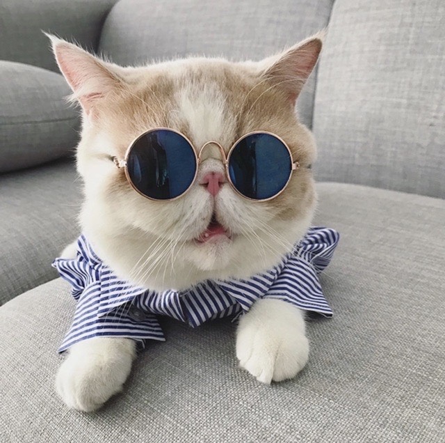 Kính mát cho thú cưng, chó mèo