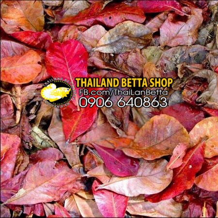 [HCM]20 LÁ BÀNG KHÔ TỰ NHIÊN
