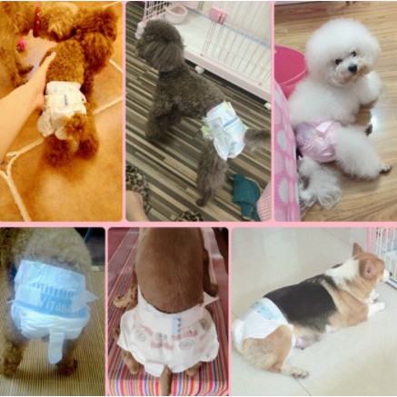 BỈM CHO CHÓ MÈO DONO ĐỰC CÁI - Cái - S