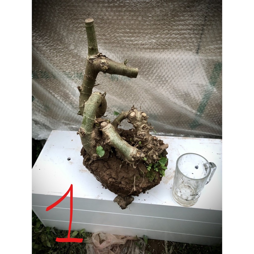 Cây sung bonsai phôi (ảnh thật) đánh số 1-20.