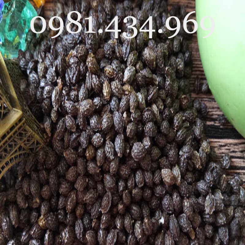 100 hạt giống đu đủ đực siêu hoa loại tốt chuẩn