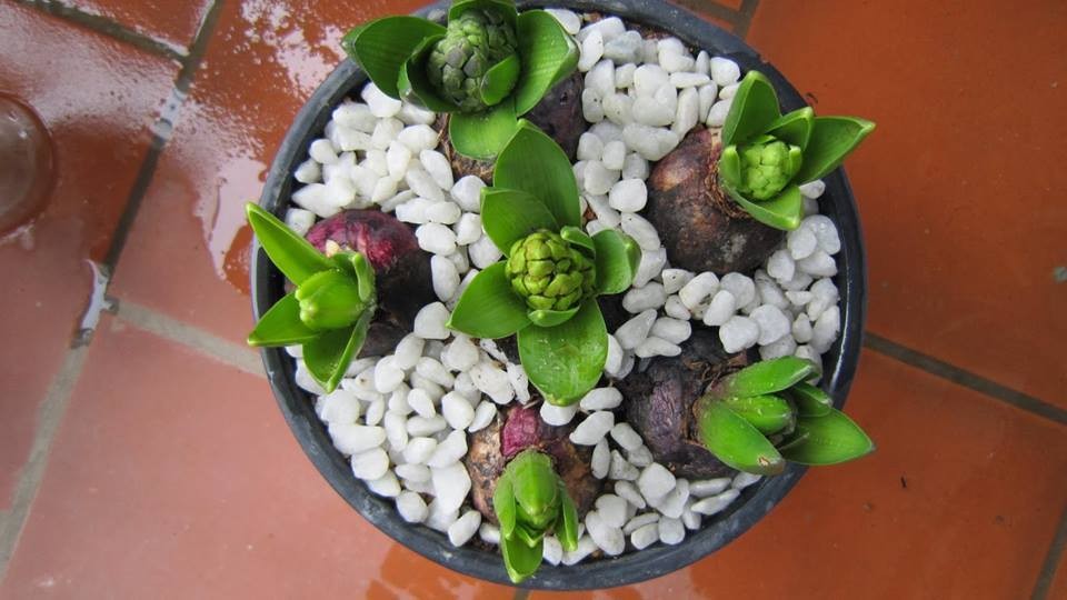 Củ giống hoa tiên ông vàng- 1 củ