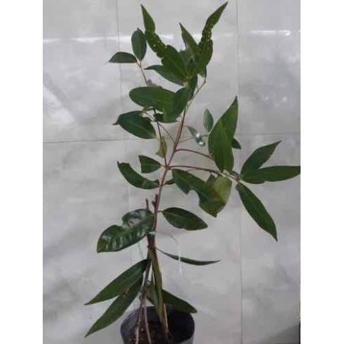 [FREESHIP - Xả Khô Máu] Cây lý, cây mận lý (cây chiết) siêu trái