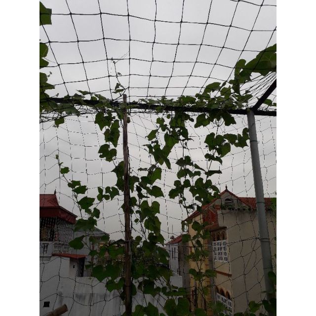 Lưới giàn leo 3m×6m