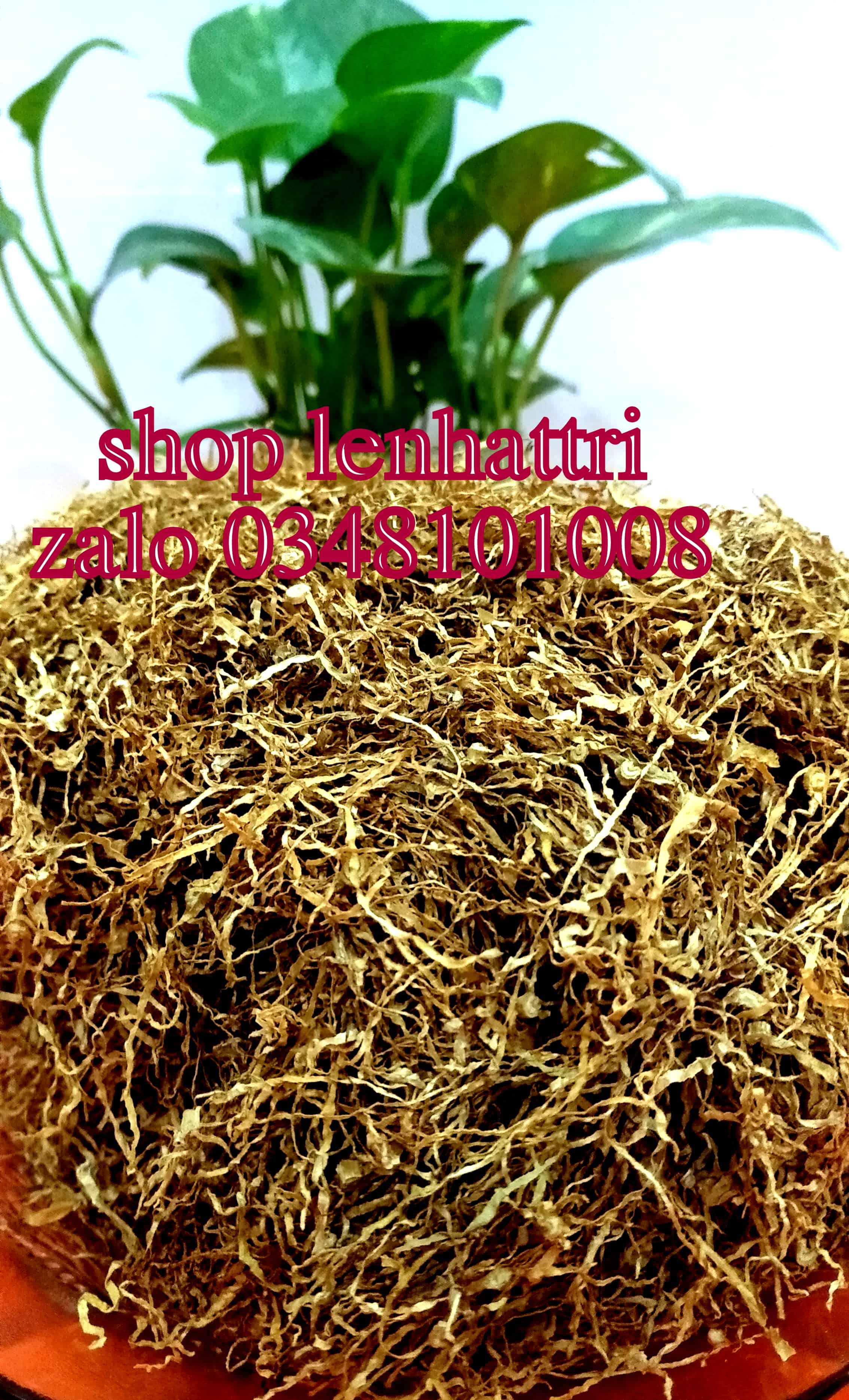 Ăn trầu xỉa trầu 100g