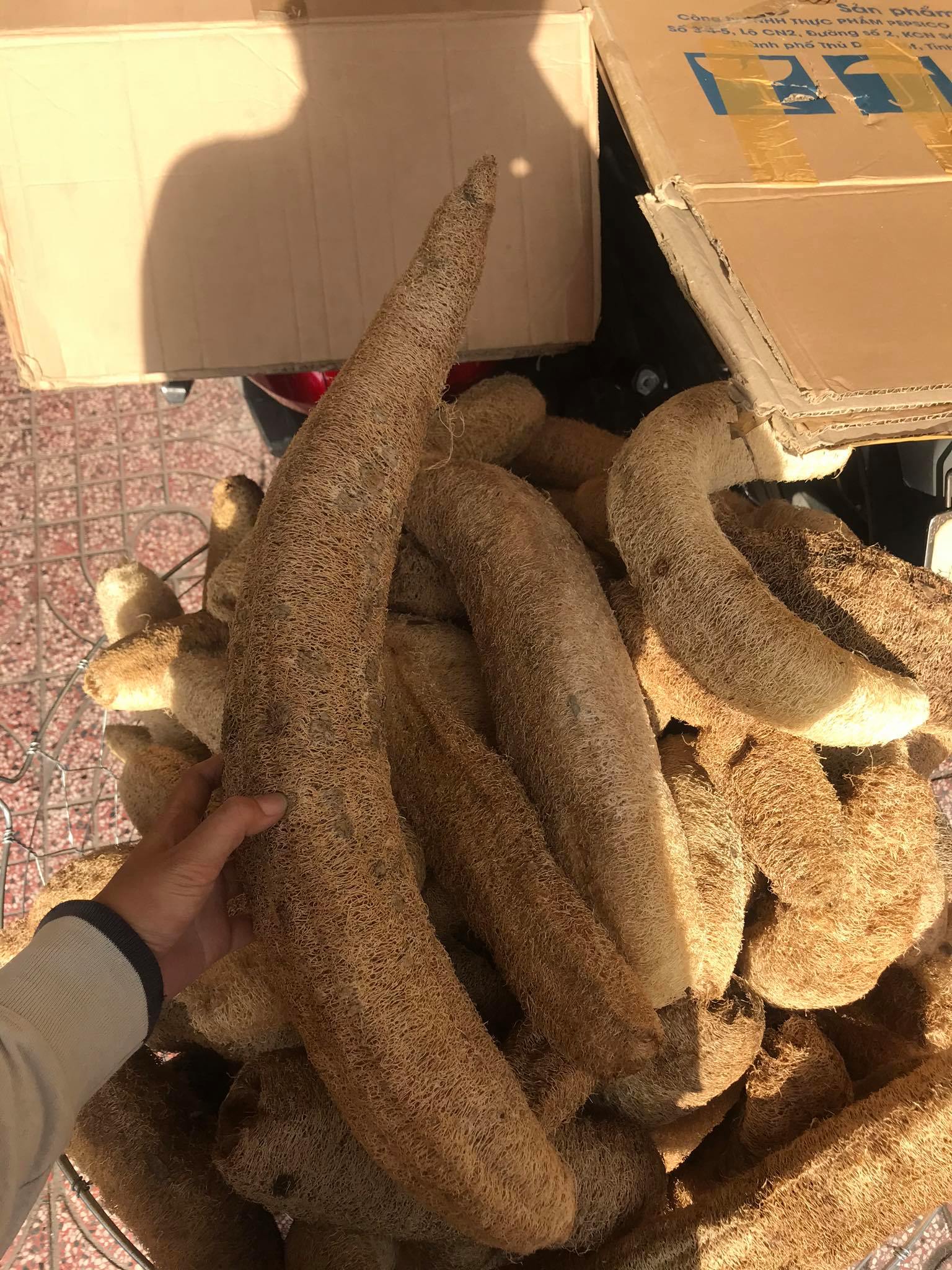 Trái sơ mướp khô giá 1 trái