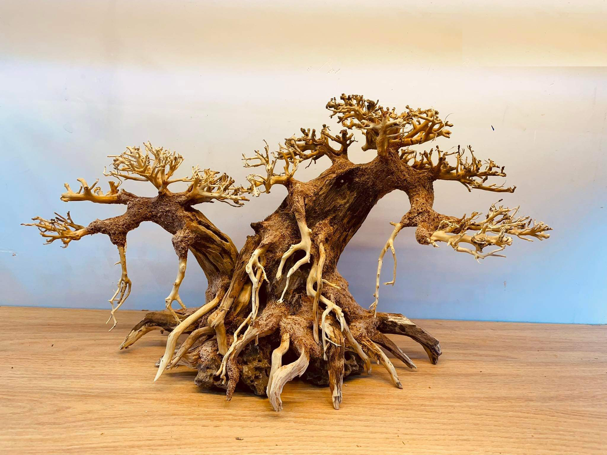 Cây gỗ lũa bonsai hai thân ( Dùng cho hồ cá cảnh, hồ thủy sinh)