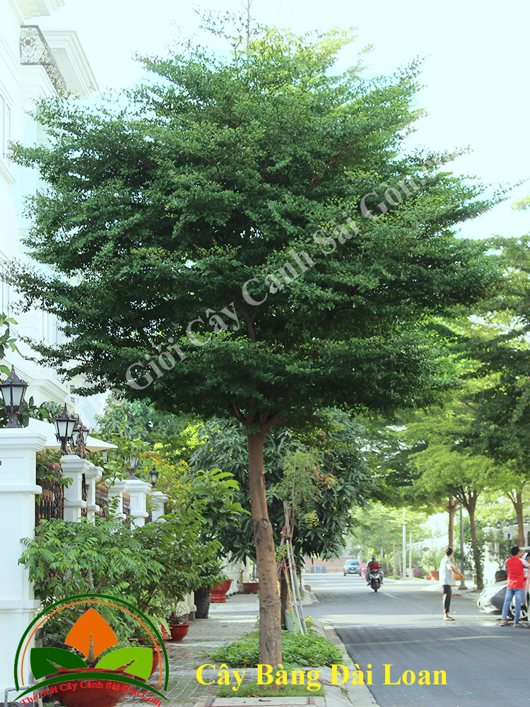 Cây giống bàng Đài Loan