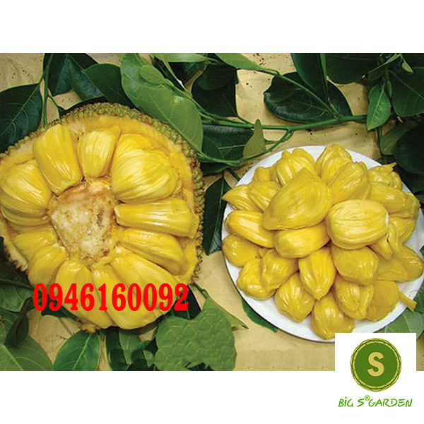 Cây Giống Mít Mơ, Cây to khỏe