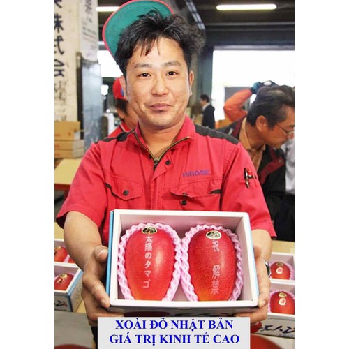 Cây giống xoài đỏ