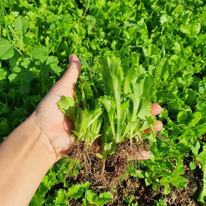 2Gr Hạt Giống Xà Lách Minetto Pháp