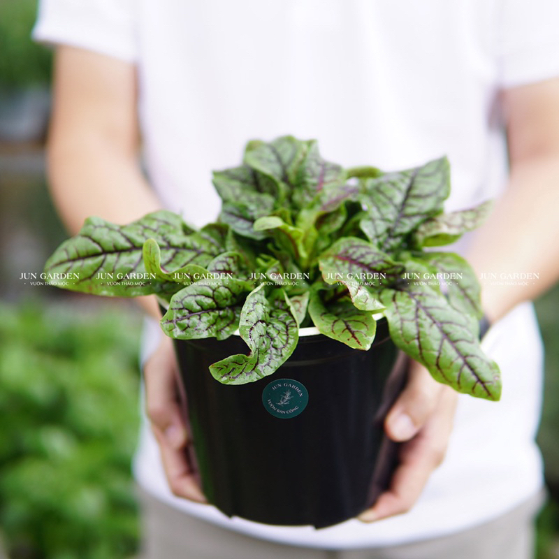 Cây Cải Chua Sorrel Gân Đỏ Jun Garden