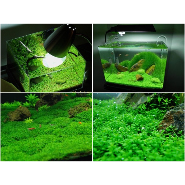 Hạt giống trân châu thần thánh