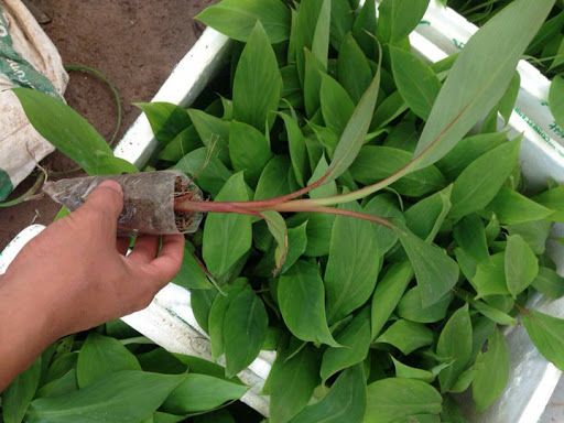 Cây Chuối Đỏ Dacca giống