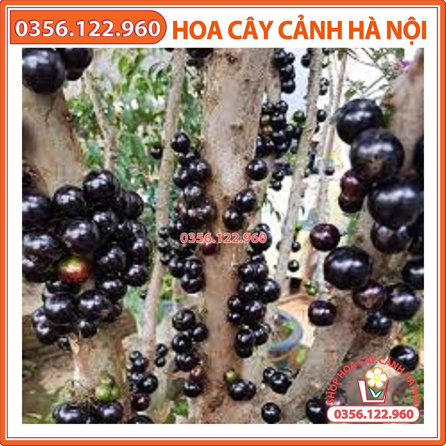 Cây giống nho thân gỗ