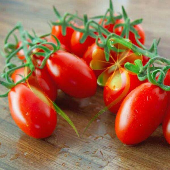 Hạt giống cà chua bi cherry đỏ F1 - gói 0,1 gram