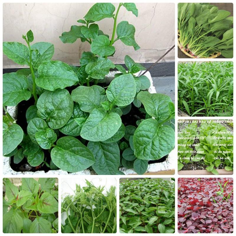 COMBO 10 loại hạt giống rau dễ trồng ( 10 loại khác nhau )