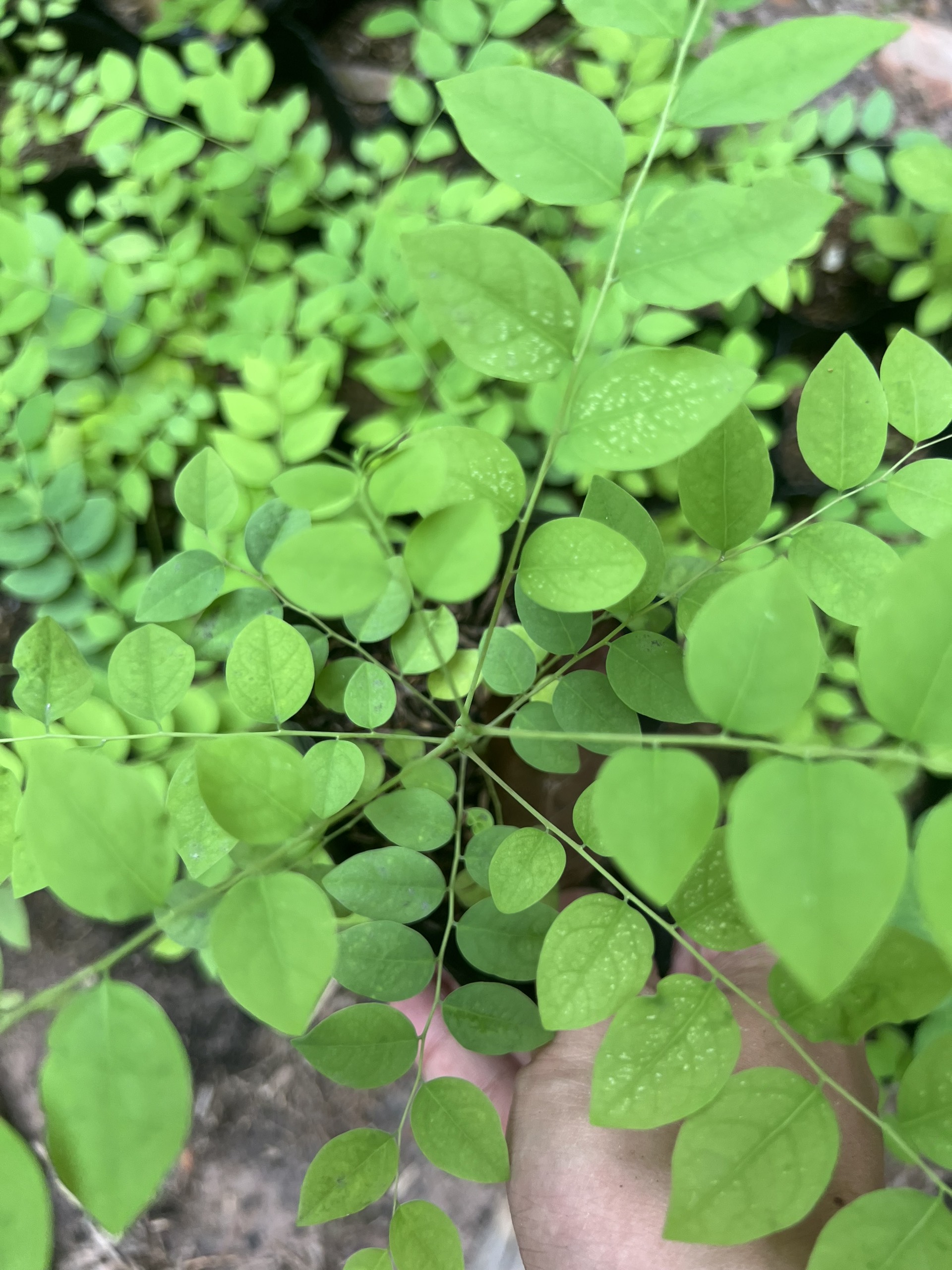 Cây chùm ruột - quả chua - cây giống (mua 5 cây tặng thêm 1 cây)