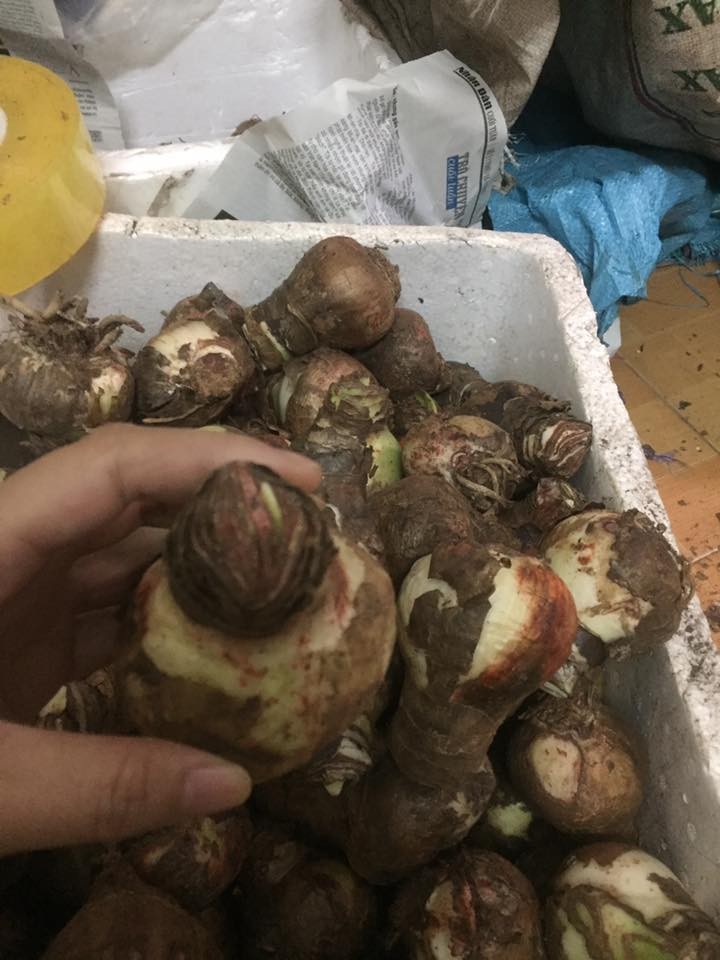 Củ giống hoa lan huệ đỏ nhung