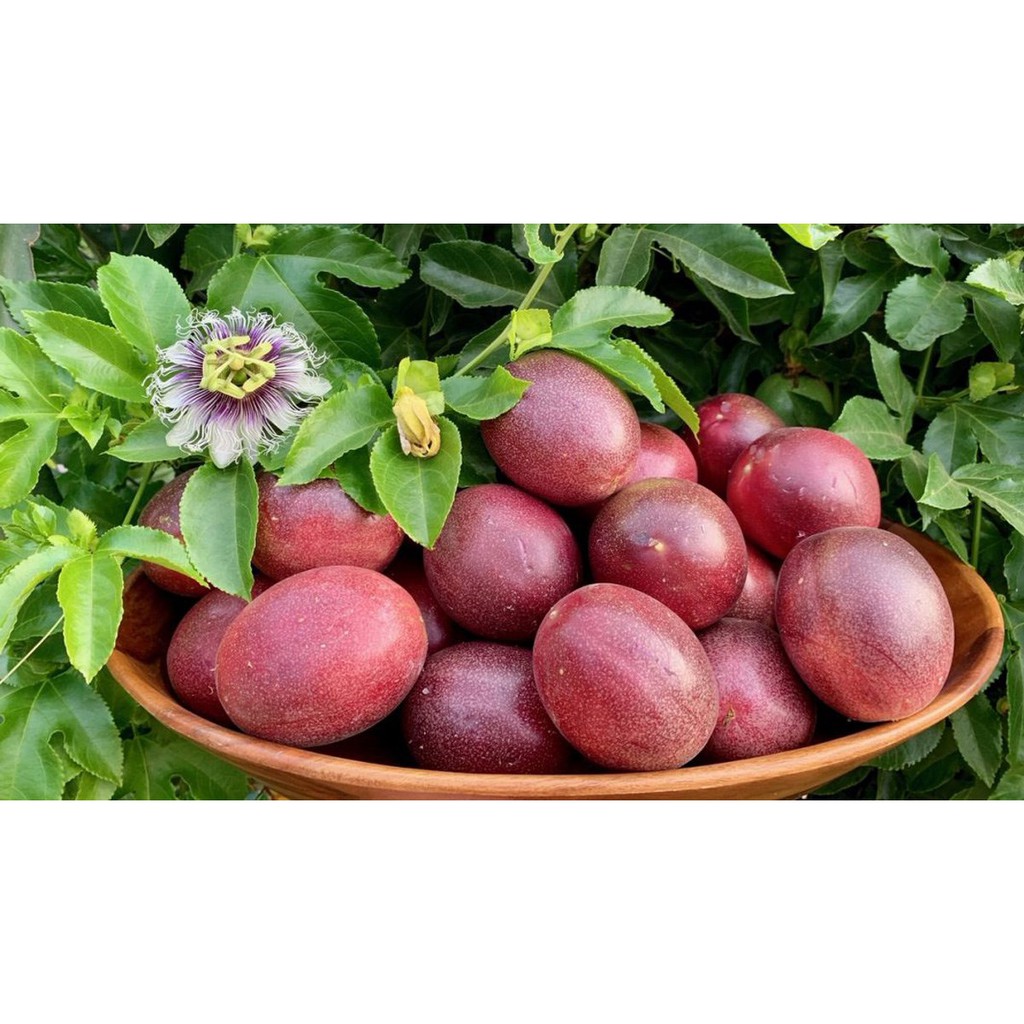 [GIAO HÀNG 2 GIỜ] Hạt giống chanh dây chanh leo
