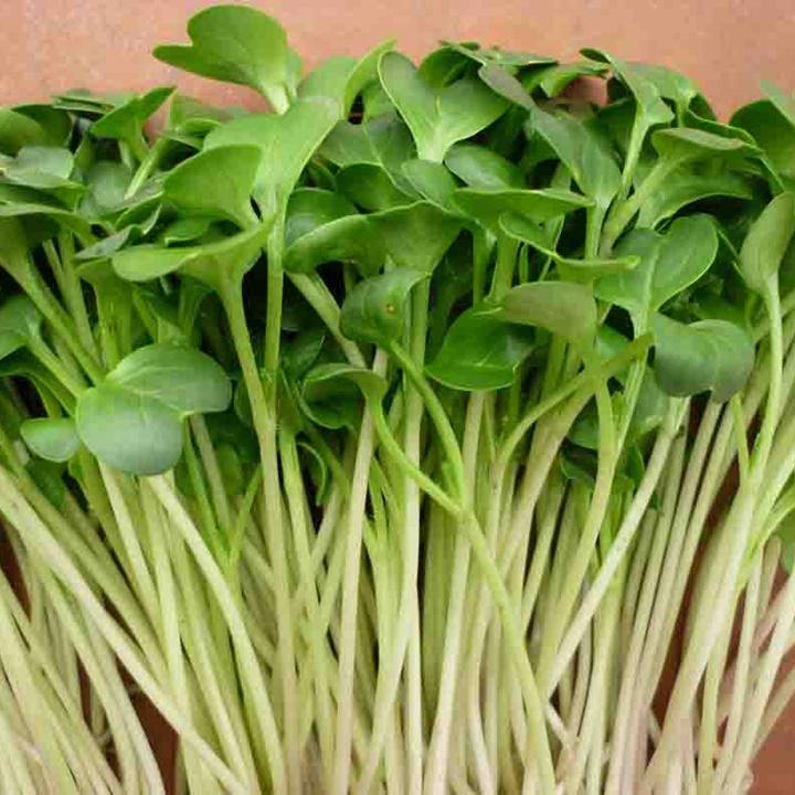 Hạt giống rau mầm cải trắng hạt lớn gói ký