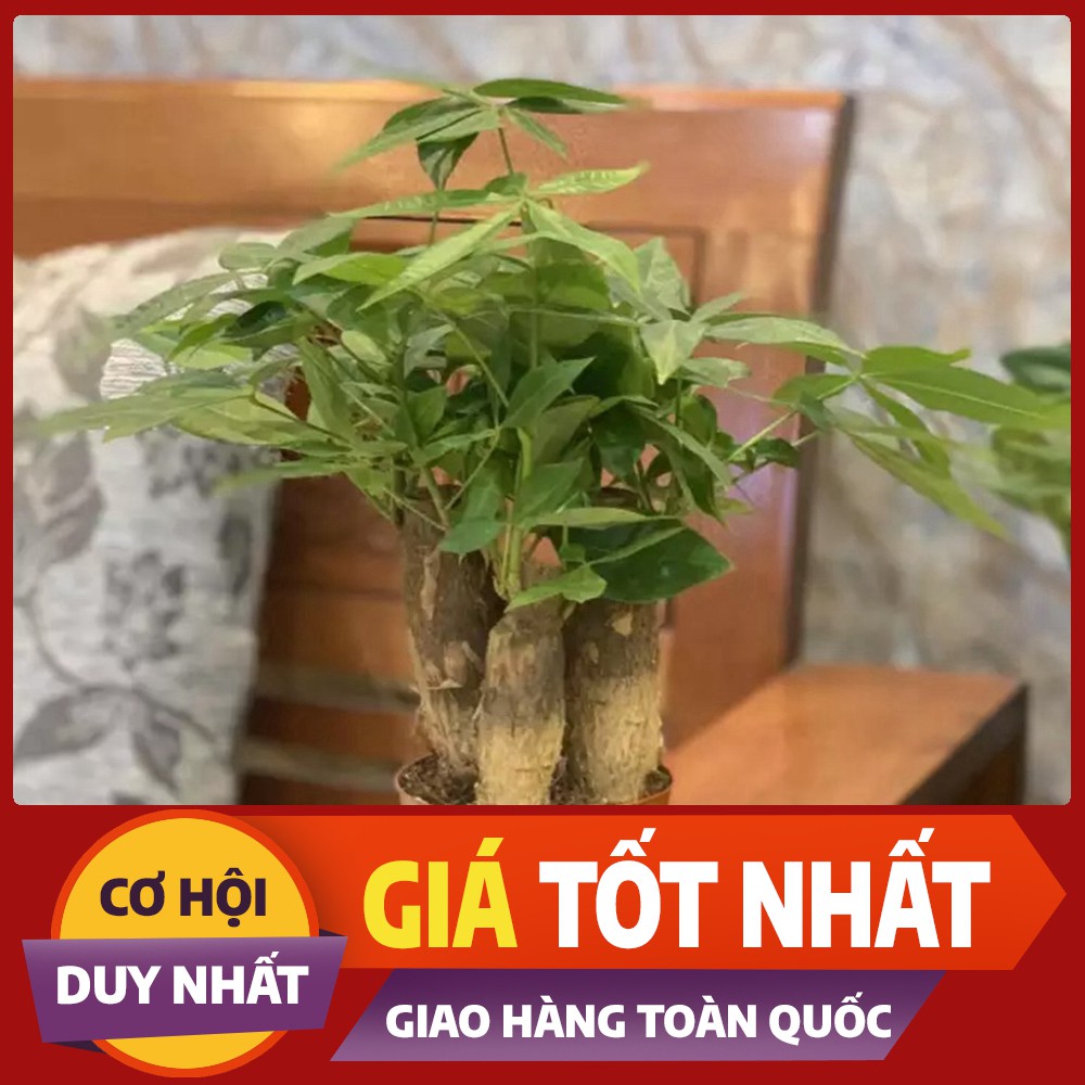 [GIÁ TỐT] Cây Kim ngân 3 thân chậu nhựa (Kim Ngân tài lộc, cây Kim Ngân mini, cây phong thủy)