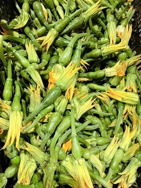 Hạt Giống Bí Siêu Nụ - Bí Ăn Nụ