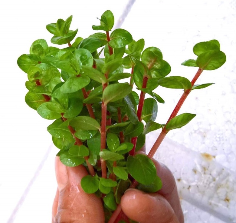 Cắt Cắm - Cây Vẩy Ốc Đỏ (Rotala Đỏ)