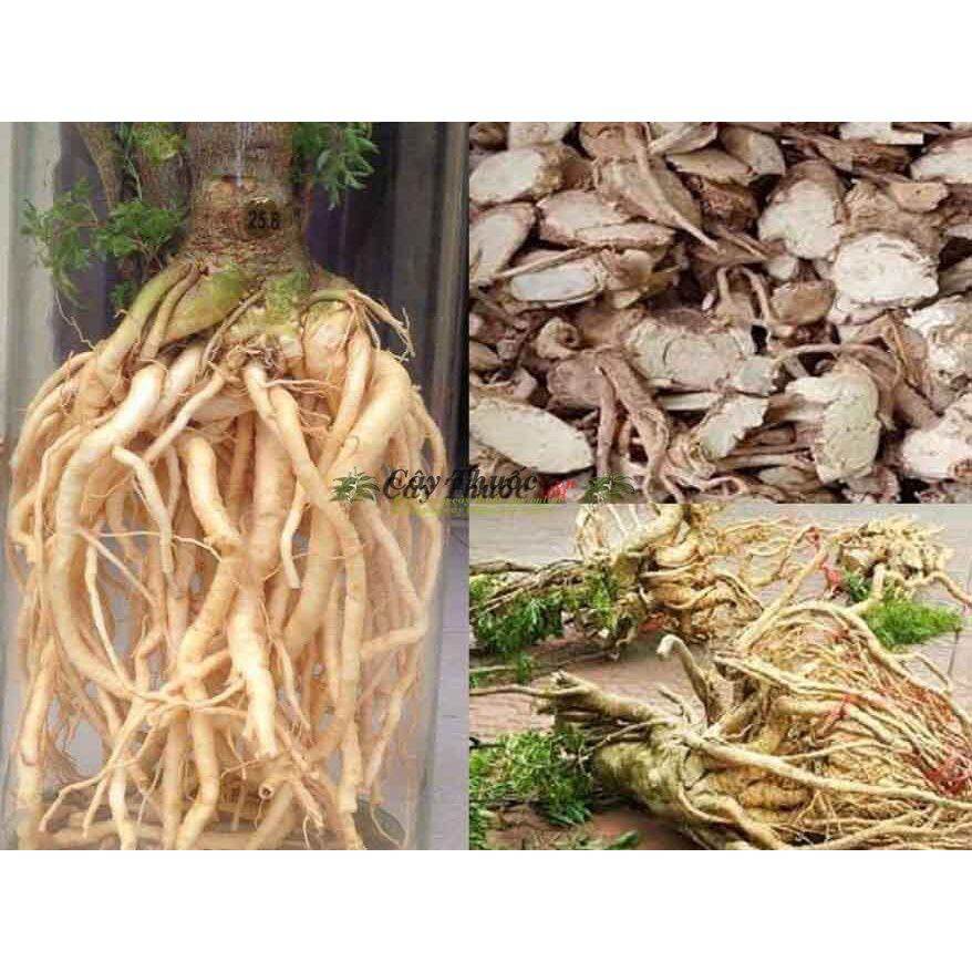500 gr củ rễ đinh lăng nếp