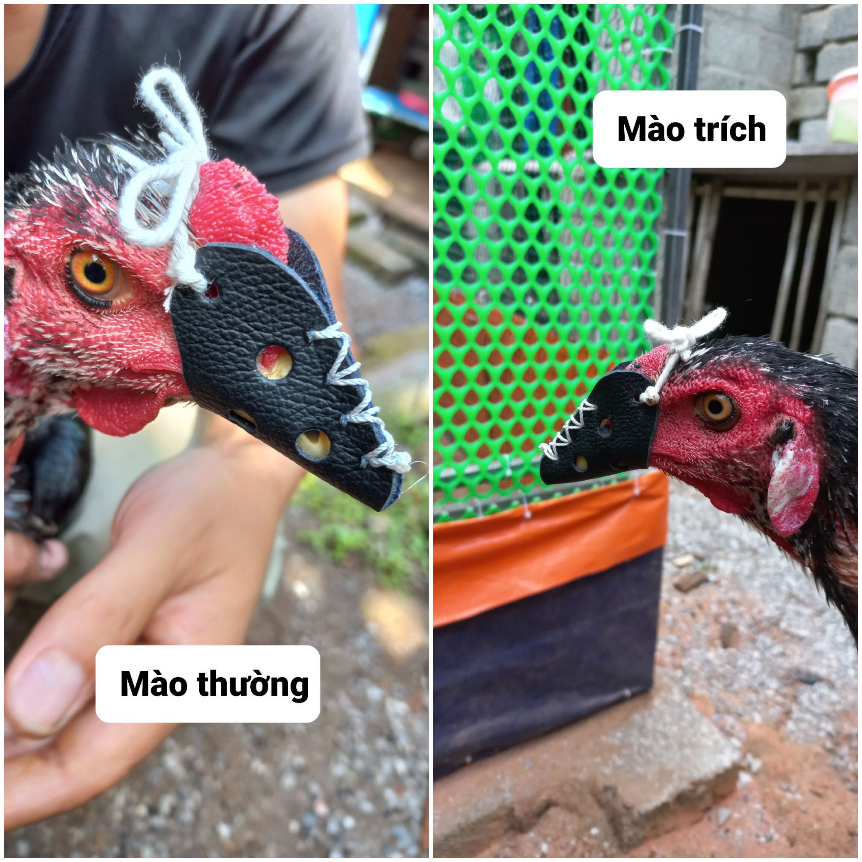 Bịt Mỏ Gà Chọi - Chất Liệu Da Dầy